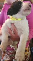Liam, a male Pyredoodle for sale in Pikeville, TN – Photo 9 of 10