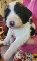 Liam, a male Pyredoodle for sale in Pikeville, TN – Photo 5 of 10