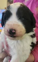 Liam, a male Pyredoodle for sale in Pikeville, TN – Photo 2 of 10