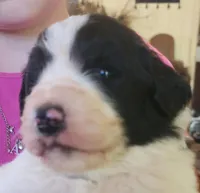 Liam, a male Pyredoodle for sale in Pikeville, TN – Photo 4 of 10