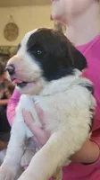 Liam, a male Pyredoodle for sale in Pikeville, TN – Photo 3 of 10