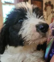 Adira, a female Pyredoodle for sale in Pikeville, TN – 4 of 8