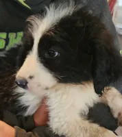 Liam, a male Pyredoodle for sale in Pikeville, TN – 7 of 8