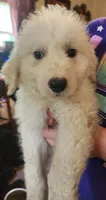 Koa, a male Pyredoodle for sale in Pikeville, TN – 5 of 5