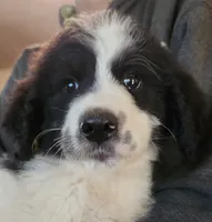 Athena , a female Pyredoodle for sale in Pikeville, TN – 5 of 7