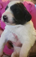 Adira, a female Pyredoodle for sale in Pikeville, TN – Photo 3 of 4