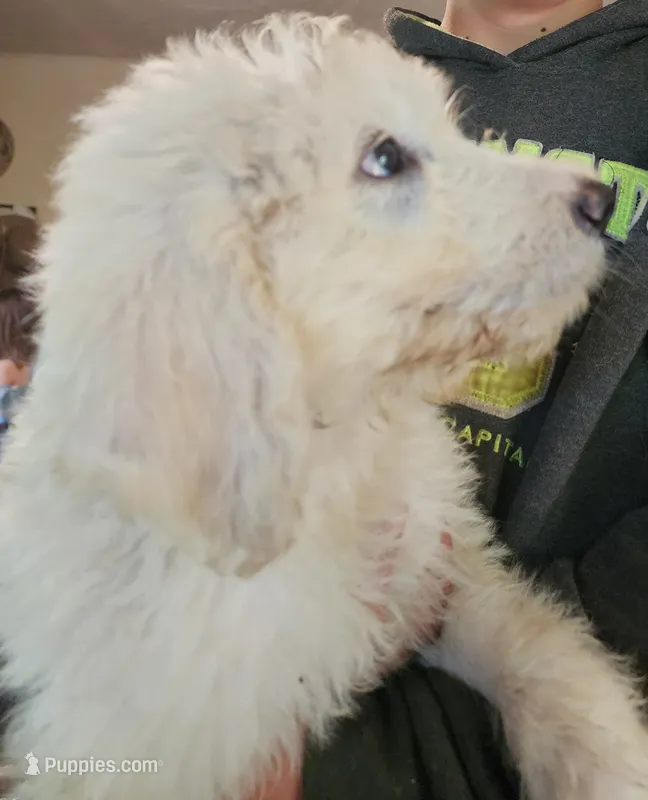 Wyatt  – Pyredoodle puppy for sale in Pikeville, TN