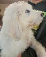 Wyatt , a male Pyredoodle for sale in Pikeville, TN – 1 of 5