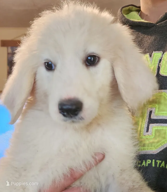 Valkyrie  – Pyredoodle puppy for sale in Pikeville, TN