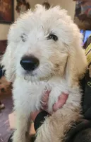 Wyatt , a male Pyredoodle for sale in Pikeville, TN – 2 of 5