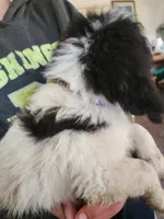 Athena , a female Pyredoodle for sale in Pikeville, TN – 6 of 7