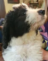 Adira, a female Pyredoodle for sale in Pikeville, TN – 3 of 8