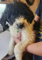 Raymond's, a male Pyredoodle for sale in Pikeville, TN – Photo 2 of 7