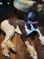 Raymond's, a male Pyredoodle for sale in Pikeville, TN – Photo 4 of 7