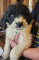 Raymond's, a male Pyredoodle for sale in Pikeville, TN – Photo 3 of 7