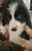 Liam, a male Pyredoodle for sale in Pikeville, TN – 5 of 8