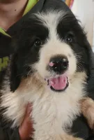 Liam, a male Pyredoodle for sale in Pikeville, TN – 3 of 8