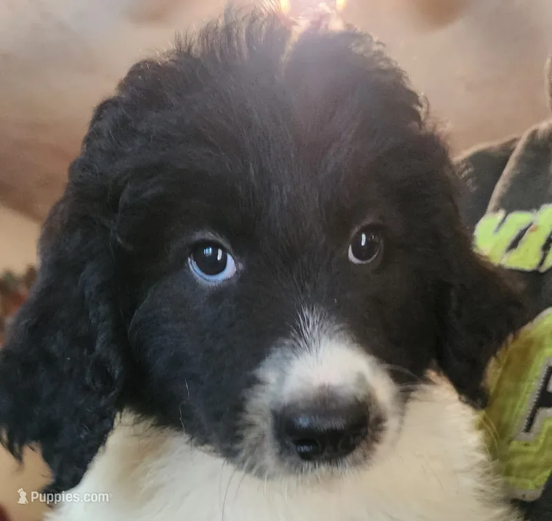 Matilda  – Pyredoodle puppy for sale in Pikeville, TN