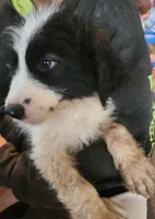 Liam, a male Pyredoodle for sale in Pikeville, TN – 6 of 8