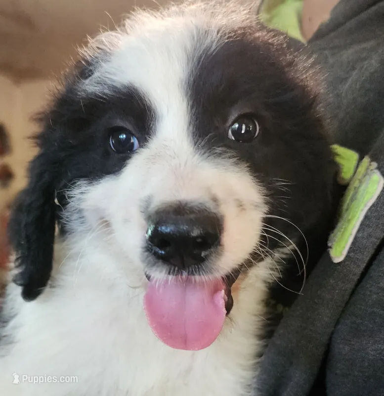 Mauve – Pyredoodle puppy for sale in Pikeville, TN