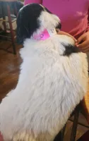 Athena , a female Pyredoodle for sale in Pikeville, TN – Photo 6 of 6