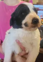Athena , a female Pyredoodle for sale in Pikeville, TN – Photo 5 of 6