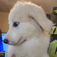 Valkyrie , a female Pyredoodle for sale in Pikeville, TN – 3 of 4