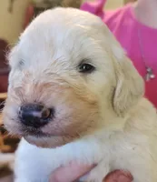 Wyatt , a male Pyredoodle for sale in Pikeville, TN – Photo 2 of 5