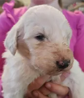 Wyatt , a male Pyredoodle for sale in Pikeville, TN – Photo 1 of 5