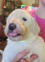 Wyatt , a male Pyredoodle for sale in Pikeville, TN – Photo 3 of 5
