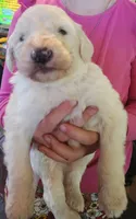 Wyatt , a male Pyredoodle for sale in Pikeville, TN – Photo 4 of 5