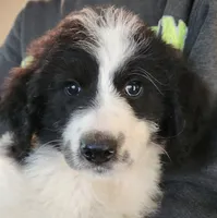 Athena , a female Pyredoodle for sale in Pikeville, TN – 2 of 7
