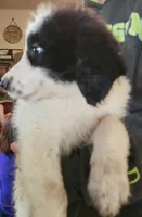 Athena , a female Pyredoodle for sale in Pikeville, TN – 7 of 7