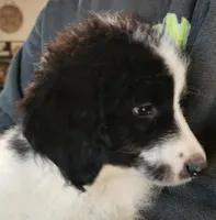 Athena , a female Pyredoodle for sale in Pikeville, TN – 3 of 7