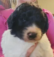 Matilda , a female Pyredoodle for sale in Pikeville, TN – Photo 2 of 7