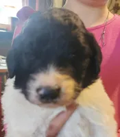 Matilda , a female Pyredoodle for sale in Pikeville, TN – Photo 3 of 7