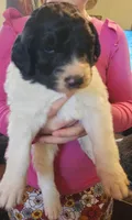 Matilda , a female Pyredoodle for sale in Pikeville, TN – Photo 4 of 7