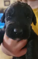 Sjy, a female Schnoodle for sale in Pikeville, TN – 2 of 6