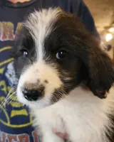 Mina, a female Pyredoodle for sale in Pikeville, TN – Photo 2 of 8