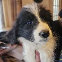 Mina, a female Pyredoodle for sale in Pikeville, TN – Photo 3 of 8