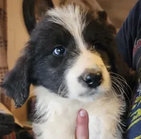 Mina, a female Pyredoodle for sale in Pikeville, TN – Photo 8 of 8