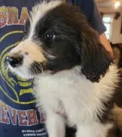 Mina, a female Pyredoodle for sale in Pikeville, TN – Photo 1 of 8