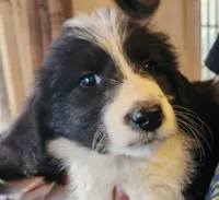 Mina, a female Pyredoodle for sale in Pikeville, TN – Photo 5 of 8