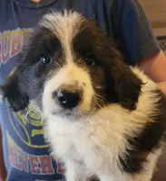 Mina, a female Pyredoodle for sale in Pikeville, TN – Photo 7 of 8