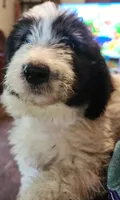 Adira, a female Pyredoodle for sale in Pikeville, TN – 8 of 8