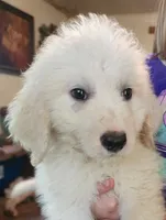 Koa, a male Pyredoodle for sale in Pikeville, TN – 3 of 5
