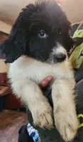 Matilda , a female Pyredoodle for sale in Pikeville, TN – 4 of 8