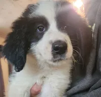 Mauve, a female Pyredoodle for sale in Pikeville, TN – 4 of 7