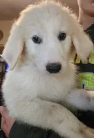 Valkyrie , a female Pyredoodle for sale in Pikeville, TN – 4 of 4