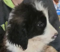 Liam, a male Pyredoodle for sale in Pikeville, TN – 4 of 8